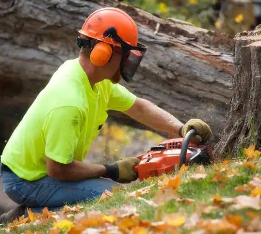 tree services White Pine